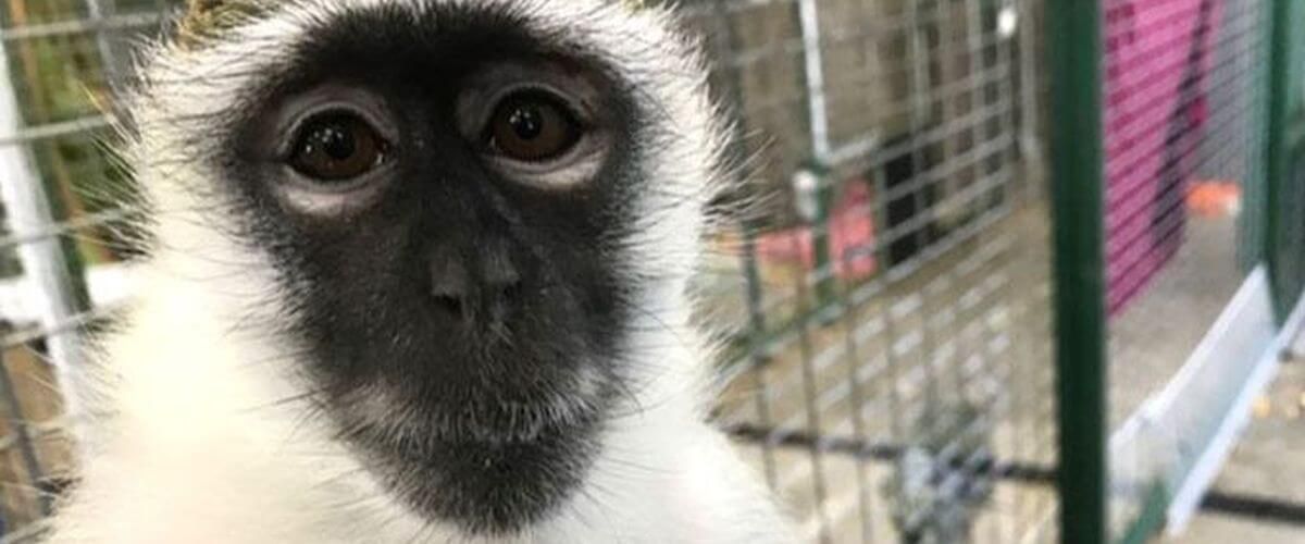 Primates Inc