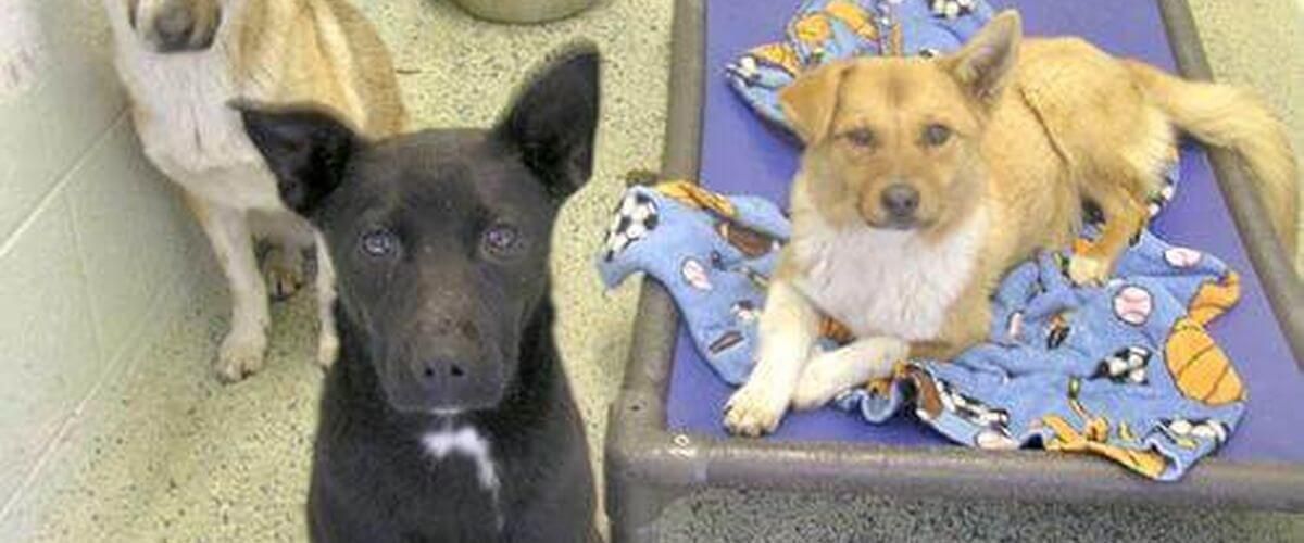 Surface Creek Animal Shelter
