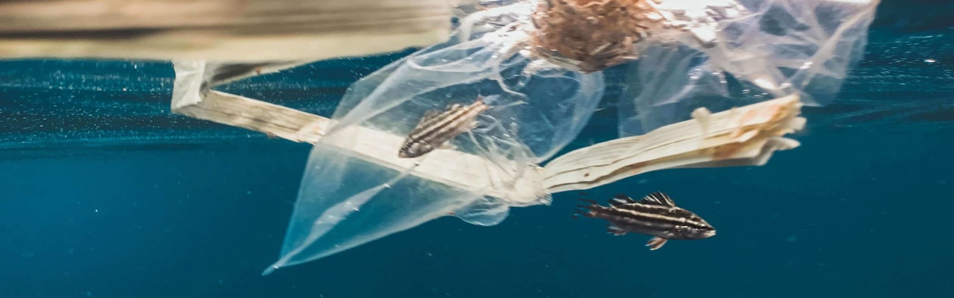 Teaching Students about Climate Change: Ocean Plastic Unit Lesson