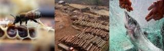 Bees, trees and seas crises stem from unsustainable food production