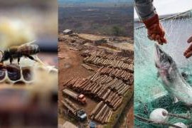Bees, trees and seas crises stem from unsustainable food production