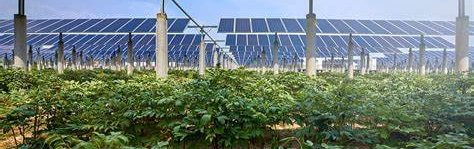 Solar Ambassador Interests: Agrivoltaics